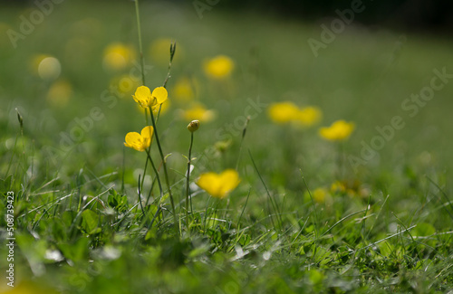 Flowers in a spring meadow