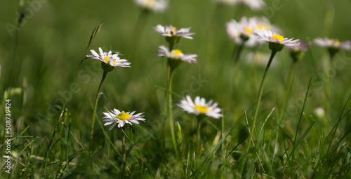 Daisies in the spring meadow