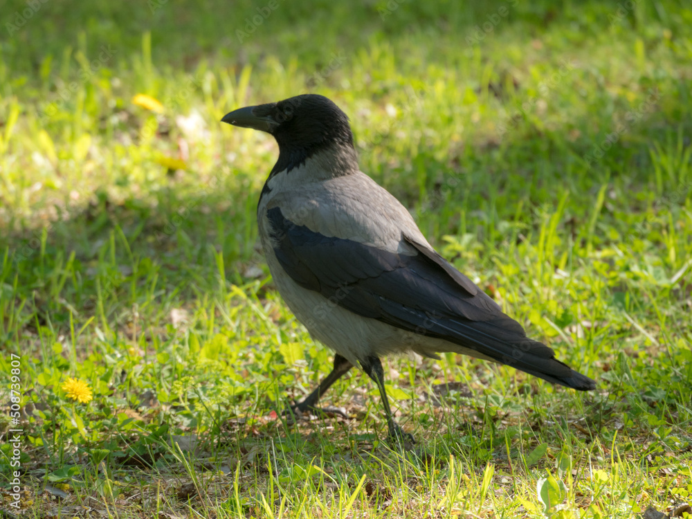 crow on the green grass crow on the green grass