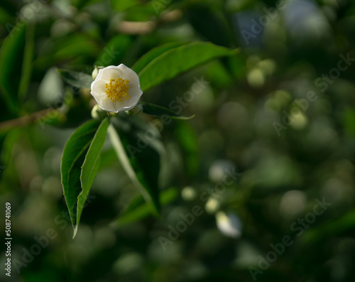 Spring jasmine tree