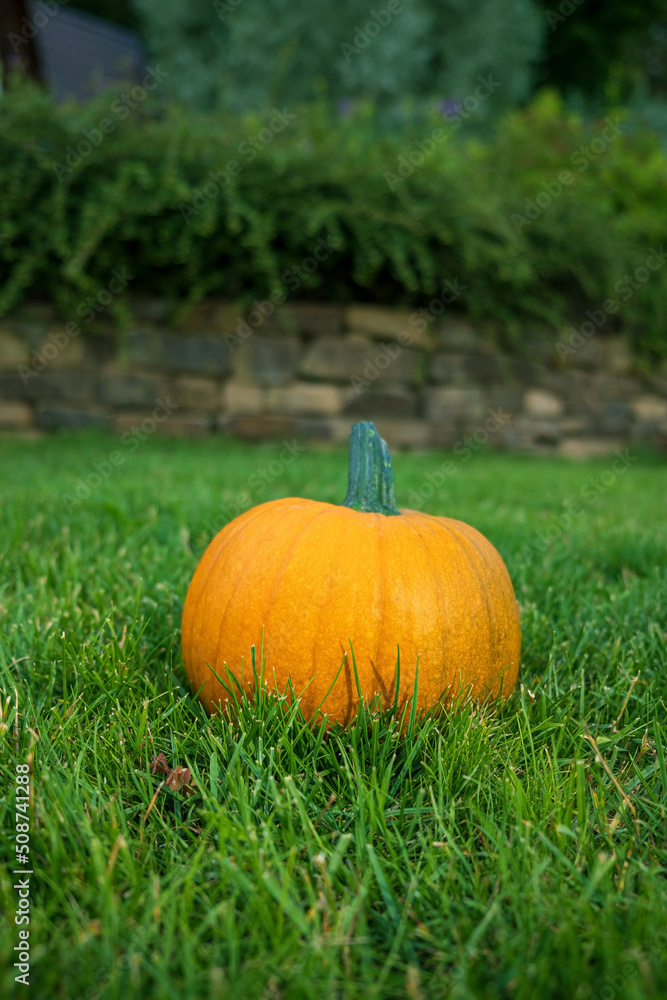 big pumpkin on the grass big pumpkin on the grass