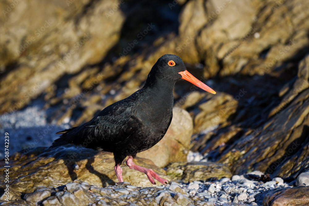 African oystercatcher or African black oystercatcher (Haematopus moquini) at Stony Point on the Whale Coast, Betty's Bay (Bettys Bay), Overberg, Western Cape, South Africa African oystercatcher or African black oystercatcher (Haematopus moquini) at Stony Point on the Whale Coast, Betty's Bay (Bettys Bay), Overberg, Western Cape, South Africa