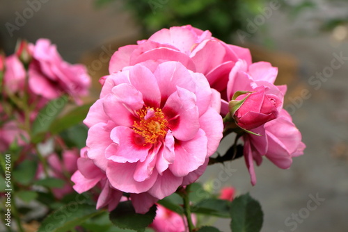 鮮やかなピンクのバラ