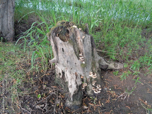 stump overgrown with mushrooms