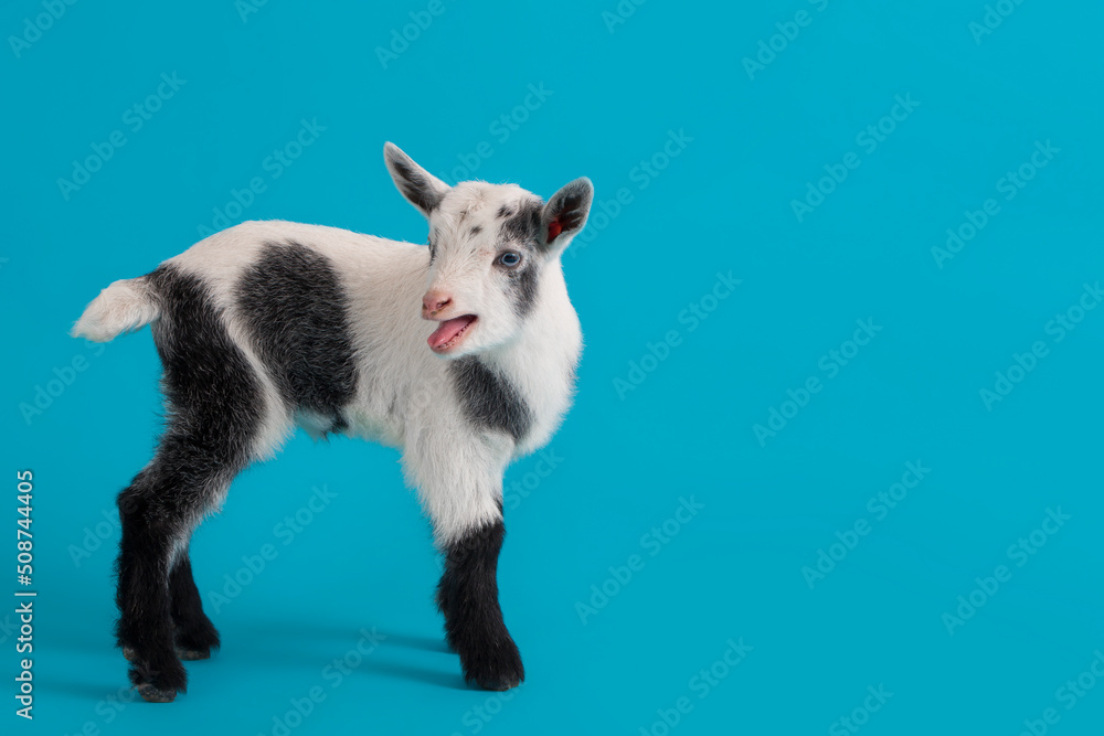 White Nigerian Dwarf Goat on a Blue Background White Nigerian Dwarf Goat on a Blue Background