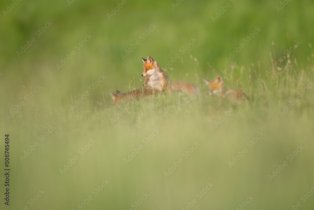 Red fox cubs in the grass vulpes vulpes
