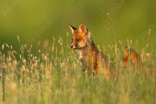 Red fox cub in the grass vulpes vulpes © AlexandruPh