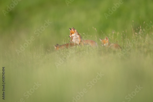 Red fox cubs in the grass vulpes vulpes © AlexandruPh