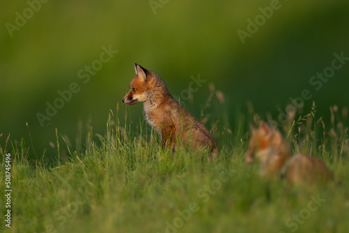 Fotografiet Red fox cub in the grass vulpes vulpes