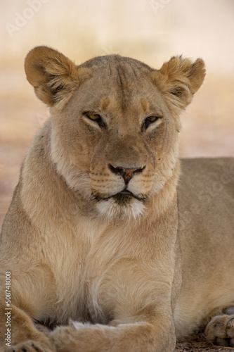 Fototapeta Naklejka Na Ścianę i Meble -  Lion (Panthera leo) Kgalagadi Transfrontier Park, South Africa