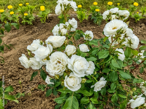 white roses in Romania - beautiful flowers