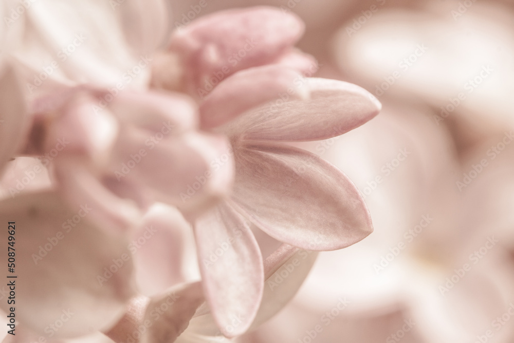 Pale pink beige neutral color little lilac flower for wedding invitation or elegant romantic wallpaper macro Pale pink beige neutral color little lilac flower for wedding invitation or elegant romantic wallpaper macro