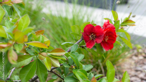 Bright red of Chaenomeles superba Nicoline buds against a background of green foliage. Garden center or plant nursery. Close-up