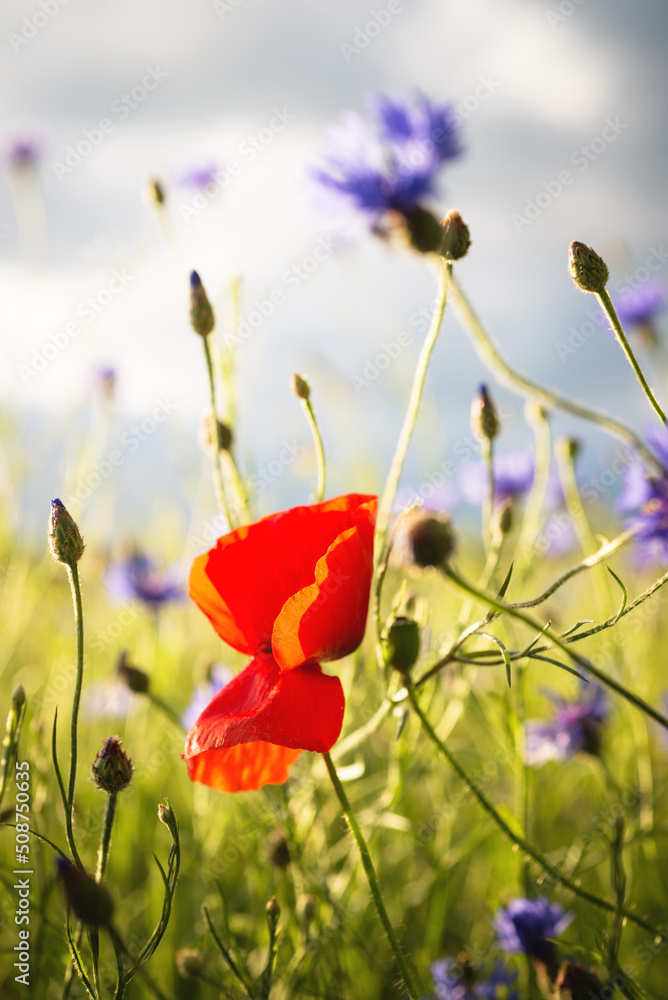 Naklejka premium Field with red poppies and blue cornflowers, selective focus