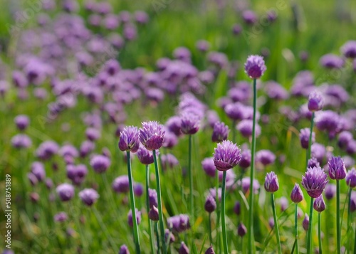 Purple Chives Flowers in Green Grass