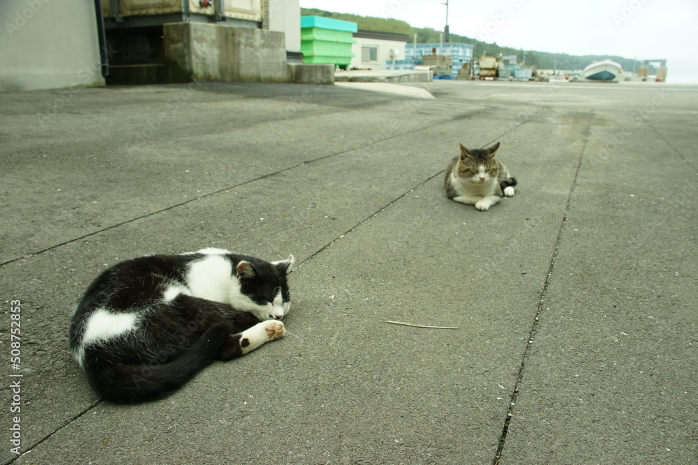 Cat living in Nitoda port, Tashirojima island