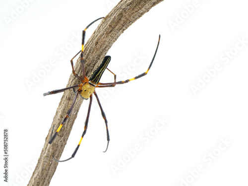 Wallpaper Mural メスのオオジョロウグモ【白背景】 Torontodigital.ca