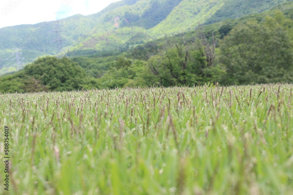 Fototapeta premium 野原