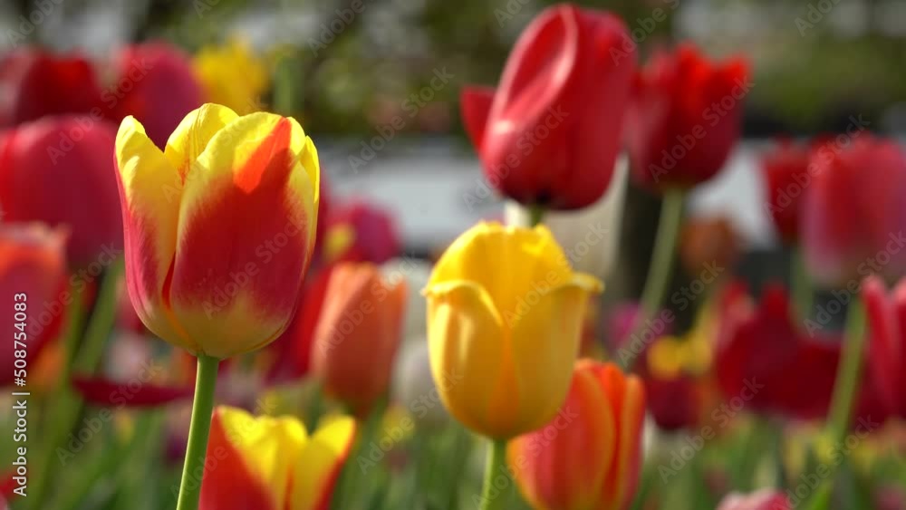 チューリップの花 チューリップの花