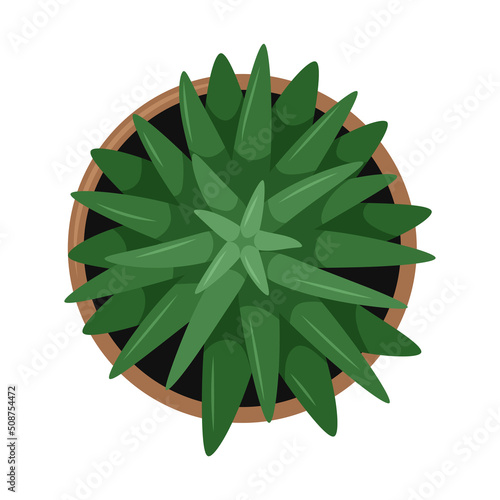 A house potted plant with leaves. Aloe. Top view. Cartoon flat vector illustration isolated on white background.