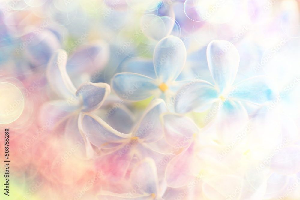 macro flowers summer background abstract season summer spring macro flowers summer background abstract season summer spring