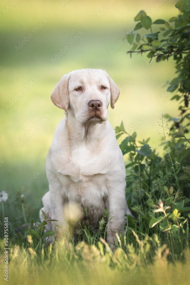 Cute light yellow labrador retriever puppy dog sitting in the grass near bush with green leaves in sunny morning