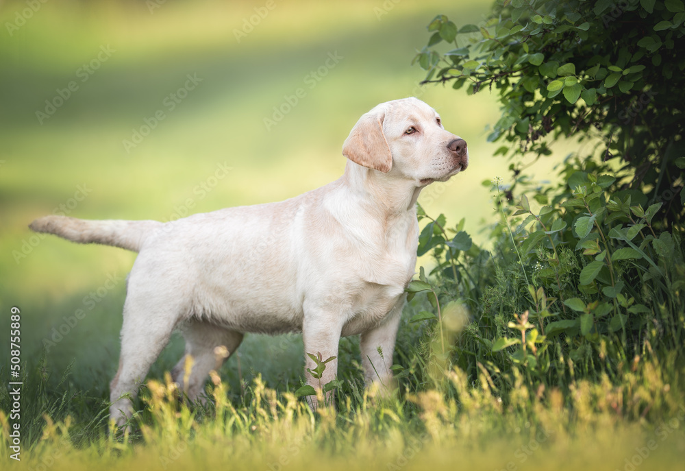 Cute light yellow labrador retriever puppy dog standing in the grass near bush with green leaves in sunny morning
