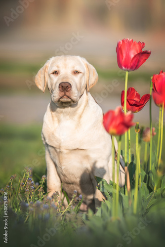 Cute light yellow labrador retriever puppy dog sitting in green grass near blooming red tulips flowers in sunny morning