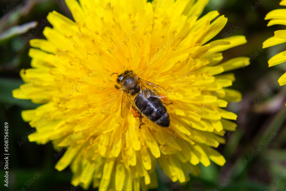 Close up of little caucasian fluffy wild bee in yellow dandelion flower on meadow Close up of little caucasian fluffy wild bee in yellow dandelion flower on meadow