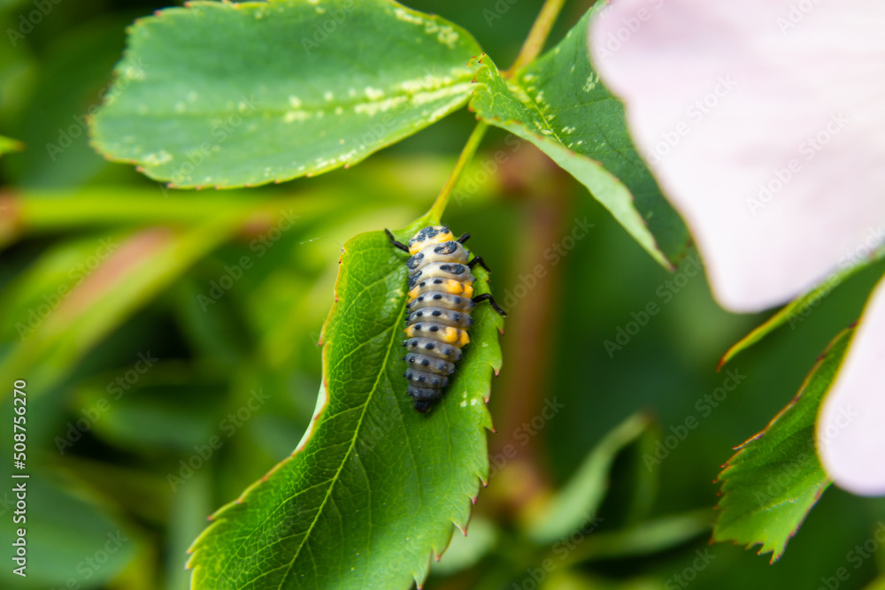 Macro Photo of Ladybug Larvae on Green Leaf Isolated on Backgrou Macro Photo of Ladybug Larvae on Green Leaf Isolated on Backgrou