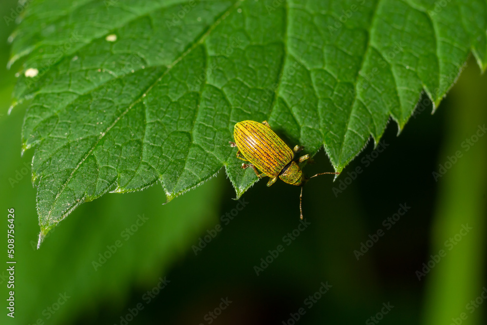 Phyllobius argentatus is a species of short-nosed weevil commonly known as the silver-green leaf weevil
