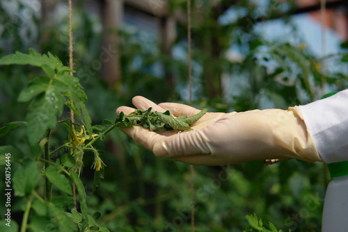 Hand in white glove holds fading tomato leafcovered with drops