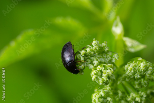 Aphodius prodromus dung beetle on flower. Insect in the family Scarabaeidae, commonly found in cow pats photo