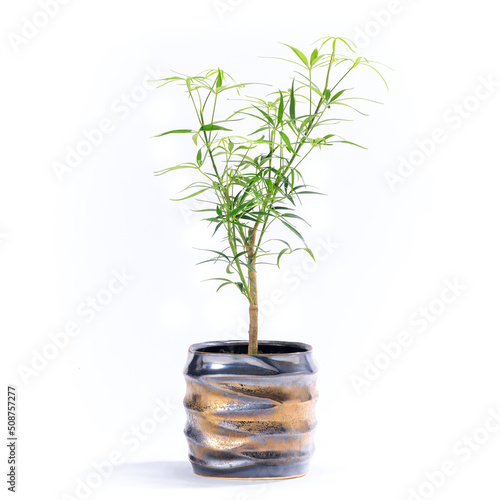観葉植物、シェフレラ・ルフィーナの鉢植え【白背景】