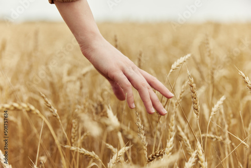 female hand Wheat field autumn season concept
