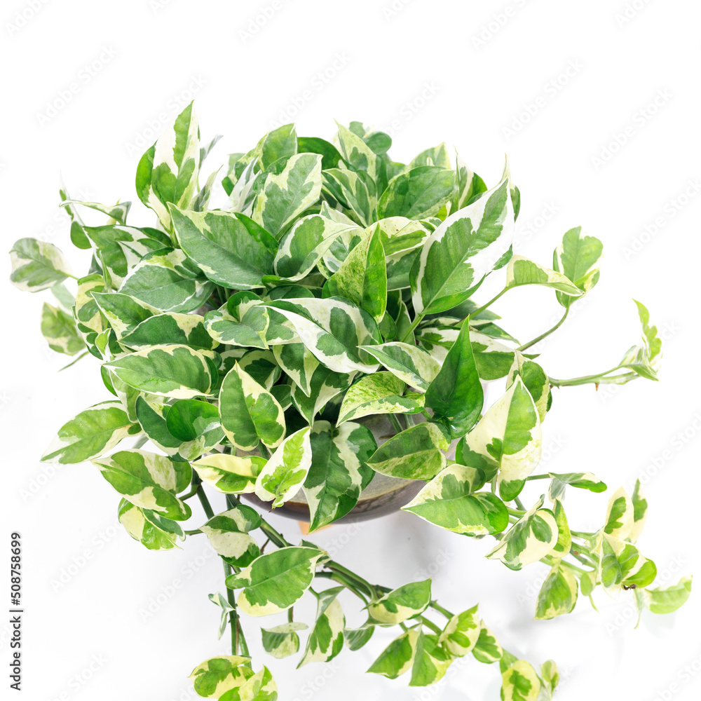 Fototapeta premium 観葉植物、ポトス・エンジョイの葉【白背景】