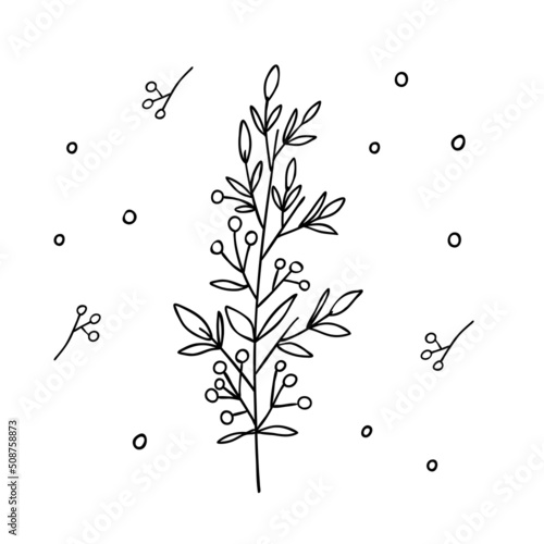 Mistletoe line drawing in scandinavian style. Hand drawn Christmas branch of mistletoe plant. Simple vector graphic.