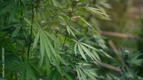 Close up marijuana, cannabis plant in greenhouse ready to harvest lit by warm morning light. Agriculture and herbal medicine concept © Prathankarnpap