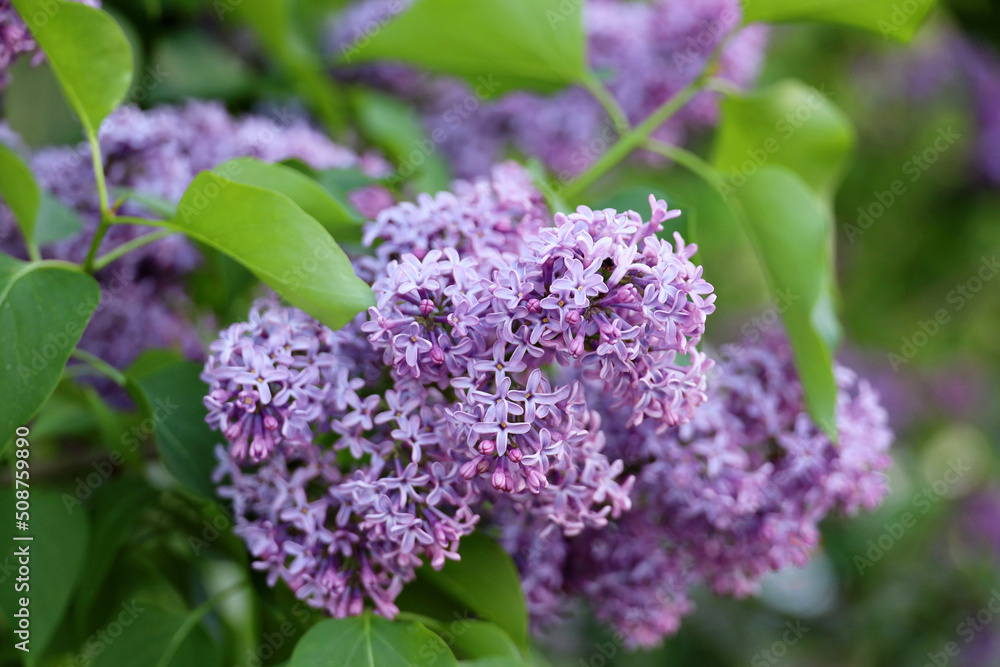 Lilac flowers closeup. Summer blossom and green leaves on blurred background Lilac flowers closeup. Summer blossom and green leaves on blurred background