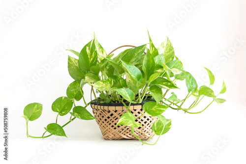 Epipremnum aureum on bamboo basket, houseplant, golden pothos, vining plant with heart-shaped leaves plant isolated on white background. DEVIL’S IVY purify air.
