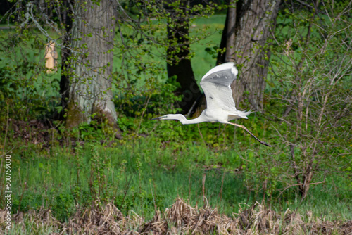 Little egret bird or Egretta garzetta, aquatic bird white bird with a slender black beak, long black legs and, in the western race, yellow feet photo