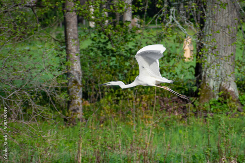 Little egret bird or Egretta garzetta, aquatic bird white bird with a slender black beak, long black legs and, in the western race, yellow feet photo