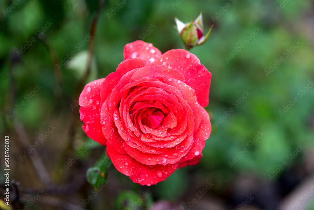 Red rose with defocus background and water drops in own garden on a cloudy spring day. Photo taken May 4th, 2022, Zurich, Switzerland. Red rose with defocus background and water drops in own garden on a cloudy spring day. Photo taken May 4th, 2022, Zurich, Switzerland.