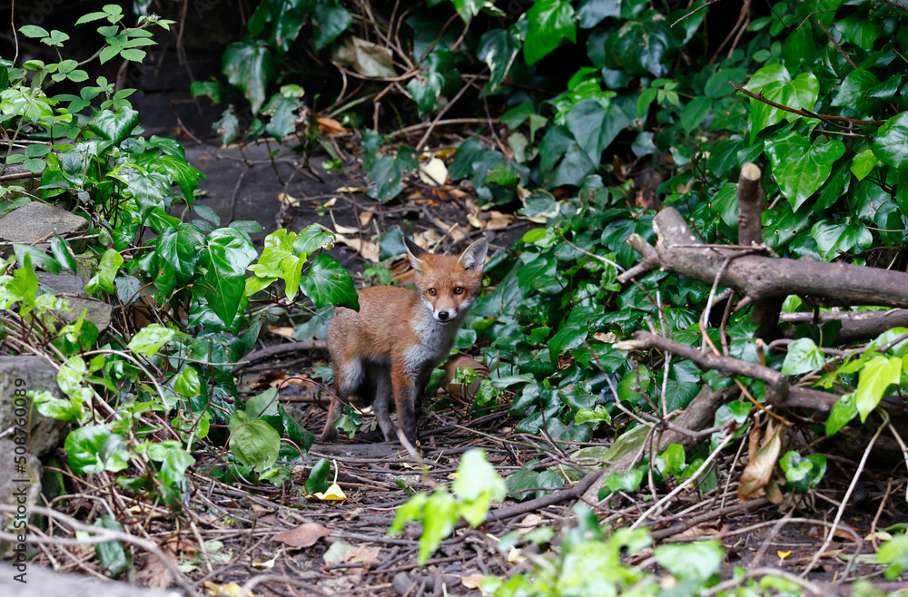 Obraz premium Urban fox cubs exploring the garden