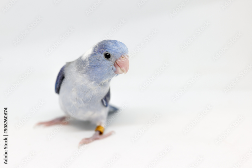Selective focus of forpus parrotlet newborn bird studio shot on white background Selective focus of forpus parrotlet newborn bird studio shot on white background