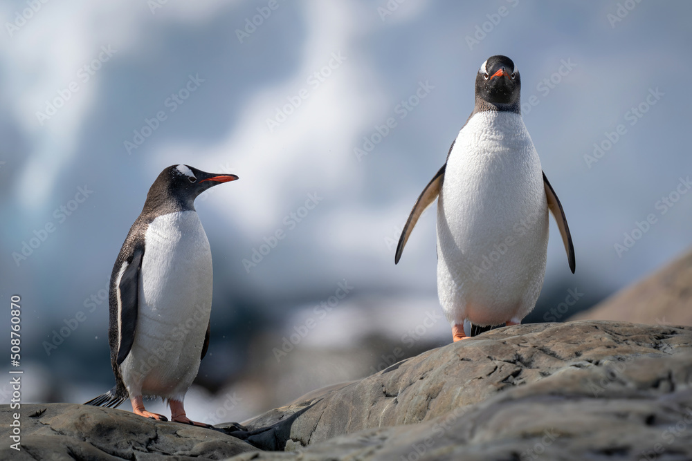 Obraz premium Two gentoo penguins stand on sunlit rock