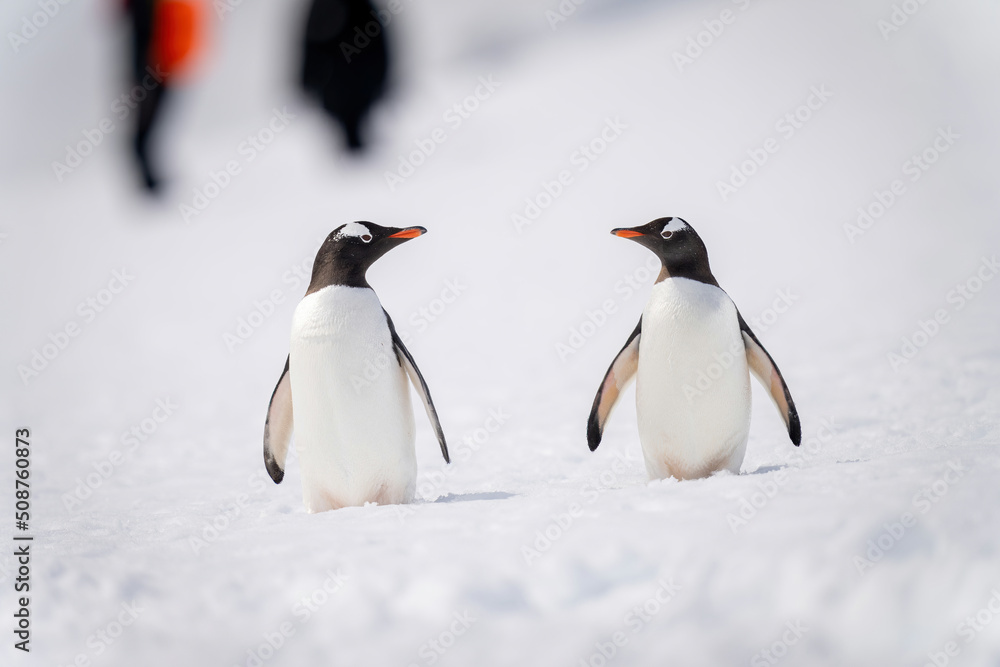 Fototapeta premium Two gentoo penguins on snow by people
