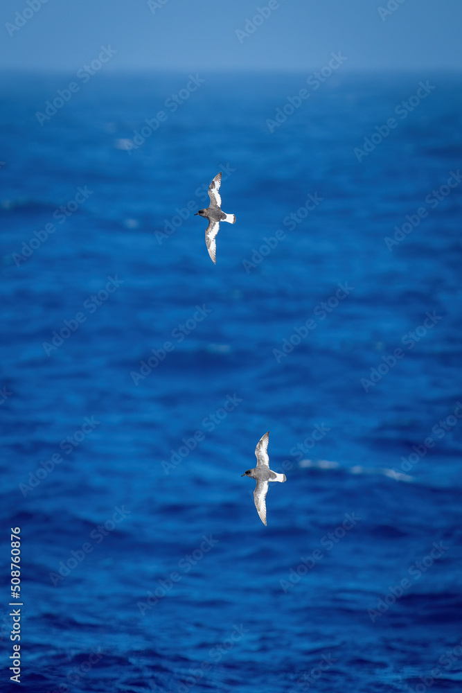 Two Antarctic petrels cross sea in formation Two Antarctic petrels cross sea in formation