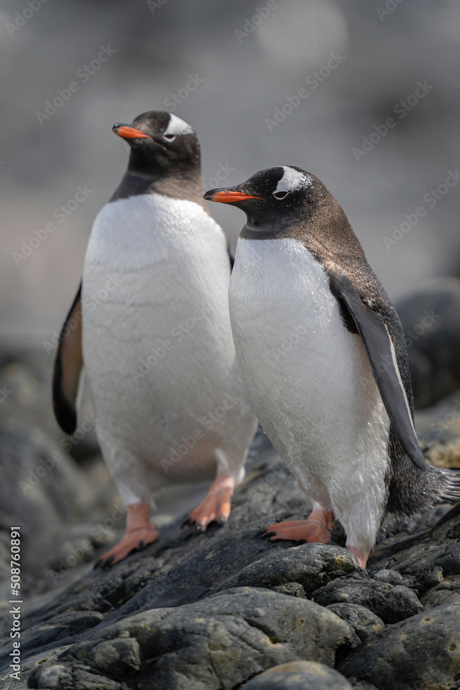 Naklejka premium Two gentoo penguins stand on sunlit rocks