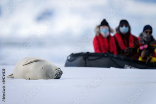 Photographers in inflatable watch sleeping crabeater seals photo